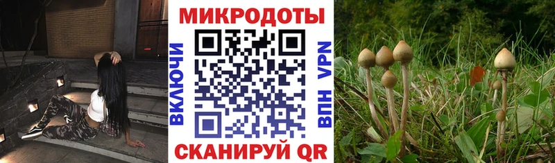 Псилоцибиновые грибы Cubensis  Светлогорск 